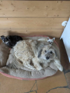 image_Garde de maison et chiens  19.12 au 27ou 28.12